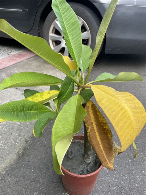 玉蘭花葉子變黃|【玉蘭花葉子變黃】玉蘭花葉子變黃了怎麼辦？原因與解決妙招一。